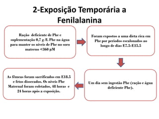 2-Exposição Temporária a
Fenilalanina
Ração deficiente de Phe e
suplementação 0,7 g /L Phe na água
para manter os níveis de Phe no soro
materno <360 μM
Foram expostos a uma dieta rica em
Phe por períodos escalonados ao
longo de dias E7.5-E15.5
Um dia sem ingestão Phe (ração e água
deficiente Phe).
As fêmeas foram sacrificados em E18.5
e fetos dissecados. Os níveis Phe
Maternal foram coletados, 48 horas e
24 horas após a exposição.
 