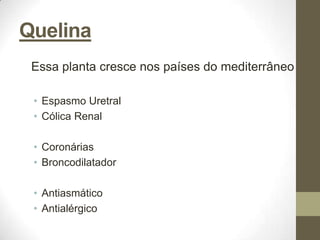 Quelina
 Essa planta cresce nos países do mediterrâneo

 • Espasmo Uretral
 • Cólica Renal

 • Coronárias
 • Broncodilatador

 • Antiasmático
 • Antialérgico
 