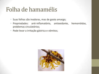 Folha de hamamélis
 • Suas folhas são inodoras, mas de gosto amargo;
 • Propriedades: anti-inflamatório, antioxidante,   hemorróidas,
   problemas circulatórios;
 • Pode levar a irritação gástrica e vômitos;
 