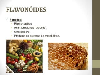 FLAVONÓIDES
 Funções:
   Pigmentações;
   Antimicrobianas (própolis);
   Sinalizadora;
   Produtos do estresse de metabólitos.
 