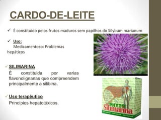 CARDO-DE-LEITE
  É constituído pelos frutos maduros sem papilhos do Silybum marianum

  Uso:
    Medicamentoso: Problemas
 hepáticos


 SILIMARINA
  É      constituida     por varias
  flavonolignanas que compreendem
  principalmente a silibina.

 Uso terapêutico
  Princípios hepatotóxicos.
 
