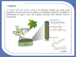 La lignina (del latín lignum: leña) es un polímero fenólico que actúa como
pegamento de unión que da a las plantas su integridad estructural y posibilita la
transferencia de agua a través de la planta, actuando como barrera contra la
evaporación.
Lignina
 