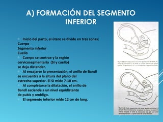 A) FORMACIÓN DEL SEGMENTO 
INFERIOR 
o Inicio del parto, el útero se divide en tres zonas: 
Cuerpo 
Segmento inferior 
Cuello 
o Cuerpo se contrae y la región 
cervicosegmentaria (SI y cuello) 
se deja distender. 
o Al encajarse la presentación, el anillo de Bandl 
se encuentra a la altura del plano del 
estrecho superior. El SI mide 7-10 cm. 
o Al completarse la dilatación, el anillo de 
Bandl asciende a un nivel equidistante 
de pubis y ombligo. 
o El segmento inferior mide 12 cm de long. 
 