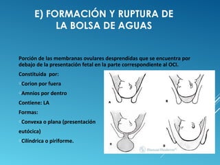 E) FORMACIÓN Y RUPTURA DE 
LA BOLSA DE AGUAS 
Porción de las membranas ovulares desprendidas que se encuentra por 
debajo de la presentación fetal en la parte correspondiente al OCI. 
Constituida por: 
oCorion por fuera 
oAmnios por dentro 
Contiene: LA 
Formas: 
oConvexa o plana (presentación 
eutócica) 
oCilíndrica o piriforme. 
 