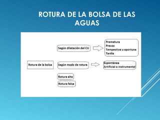 ROTURA DE LA BOLSA DE LAS 
AGUAS 
 