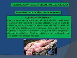 FENÓMENOS CADAVÉRICOS TEMPRANOS
ACIDIFICACIÓN TISULAR
este proceso se produce por el paro de las oxidaciones
orgánicas y el acúmulo de los ácidos catabólicos. Es un signo de
muerte segura ya que esto impide la revascularización tisular, es
por ello que legalmente es importante para poder hacer un
diagnóstico real de fallecimiento, o lo que se llama diagnóstico
de muerte verdadera. El primer tejido que se ve afectado por
este proceso es el tejido nervioso
CLASIFICACION DE LOS FENOMENOS CADAVERICOS
 