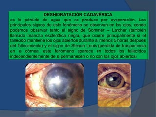 DESHIDRATACIÓN CADAVÉRICA
es la pérdida de agua que se produce por evaporación. Los
principales signos de este fenómeno se observan en los ojos, donde
podemos observar tanto el signo de Sommer – Larcher (también
llamado mancha esclerótica negra, que ocurre principalmente si el
fallecido mantiene los ojos abiertos durante al menos 5 horas después
del fallecimiento) y el signo de Stenon Louis (perdida de trasparencia
en la córnea, este fenómeno aparece en todos los fallecidos
independientemente de si permanecen o no con los ojos abiertos)
 