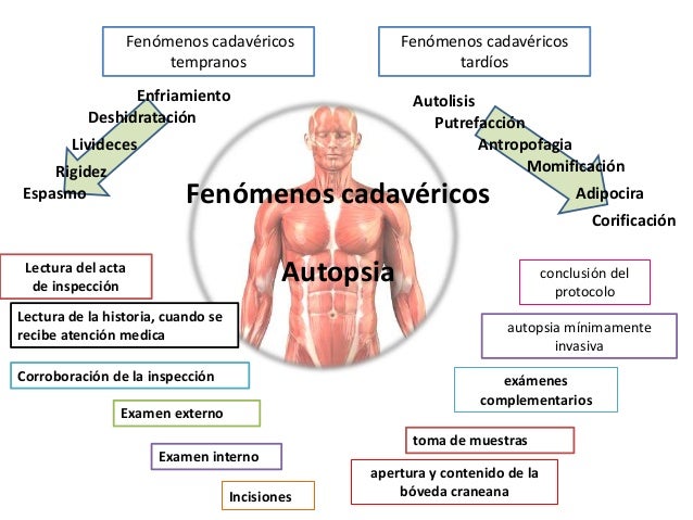 Fenómenos cadavéricos