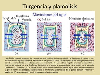 Turgencia y plamólisis (a) Célula vegetal turgente. La vacuola central es hipertónica en relación al fluido que le rodea y, por lo tanto, entra agua (Yinterno < Yexterno). La expansión de la célula depende del trabajo que hace la pared contrarrestando la tendencia al ensanchamiento. (b) Una célula vegetal empieza a marchitarse cuando se coloca en una disolución isotónica y el agua ya no presiona para entrar en la vacuola (Yinterno = Yexterno). (c) La célula en una disolución hipertónica pierde agua hacia el medio externo y, por lo tanto, se colapsa, separándose la membrana plasmática de la pared celular (Yinterno > Yexterno). En ese momento se dice que ocurre la plasmólisis.  