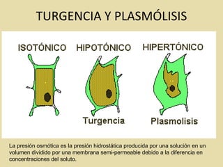 TURGENCIA Y PLASMÓLISIS La presión osmótica es la presión hidrostática producida por una solución en un volumen dividido por una membrana semi-permeable debido a la diferencia en concentraciones del soluto. 