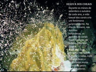 Desova dos Corais
Durante os meses de
setembro e outubro
de cada ano, a vida
sexual dos corais cria
um fenômeno
surpreendente. Na
ilha de Bonaire, nas
Antilhas
holandesas, as
paredes de corais
ficam cobertas de
esferas coloridas
(ovas e
esperma), que
entram em erupção
durante a noite, num
show de luzes e
movimento muito
apreciado pelos
mergulhadores.
 
