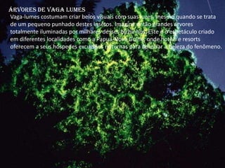 Árvores de vaga lumes
Vaga-lumes costumam criar belos visuais com suas luzes, mesmo quando se trata
de um pequeno punhado destes insetos. Imagine então grandes árvores
totalmente iluminadas por milhares desses bichinhos. Este é o espetáculo criado
em diferentes localidades como a Papua-Nova Guiné, onde hotéis e resorts
oferecem a seus hóspedes excursões noturnas para apreciar a beleza do fenômeno.
 