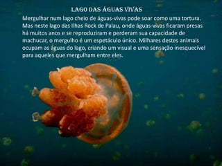 Lago das águas vivas
Mergulhar num lago cheio de águas-vivas pode soar como uma tortura.
Mas neste lago das Ilhas Rock de Palau, onde águas-vivas ficaram presas
há muitos anos e se reproduziram e perderam sua capacidade de
machucar, o mergulho é um espetáculo único. Milhares destes animais
ocupam as águas do lago, criando um visual e uma sensação inesquecível
para aqueles que mergulham entre eles.
 