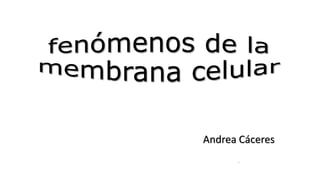 Andrea Cáceres
j
 