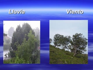 Lluvia  Viento 