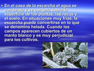 En el caso de la escarcha el agua se condensa y se congela sobre la superficie de las plantas, las rocas y el suelo. En situaciones muy frías, la escarcha puede convertirse en lo que se denomina helada. Cuando los campos aparecen cubiertos de un manto blanco y es muy perjudicial para los cultivos. 