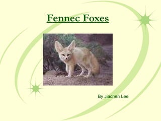 Fennec Foxes By Jiachen Lee 
