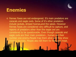 Fennec Fox | PPT