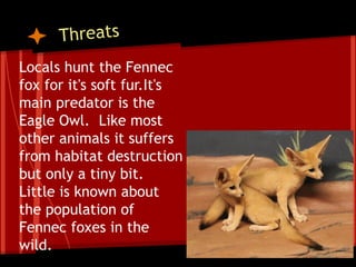 fennec bolsas