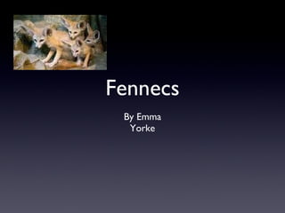 Fennecs ,[object Object],[object Object]