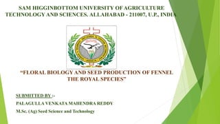 SUBMITTED BY :-
PALAGULLA VENKATA MAHENDRA REDDY
M.Sc. (Ag) Seed Science and Technology
SAM HIGGINBOTTOM UNIVERSITY OFAGRICULTURE
TECHNOLOGY AND SCIENCES. ALLAHABAD - 211007, U.P., INDIA
“FLORAL BIOLOGY AND SEED PRODUCTION OF FENNEL
THE ROYAL SPECIES”
 
