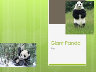 Giant Panda
LM
 