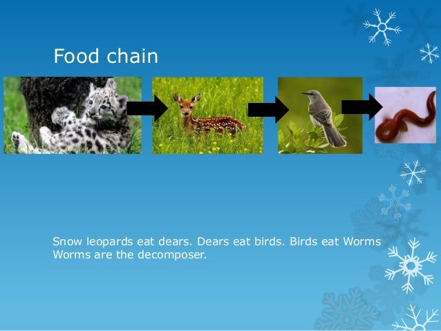 Fennelly snow leopard Biology Diagrams