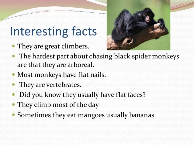 Fennelly spider monkey