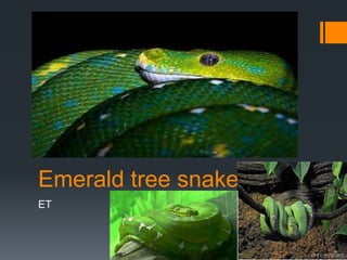 Emerald tree snake
ET
 