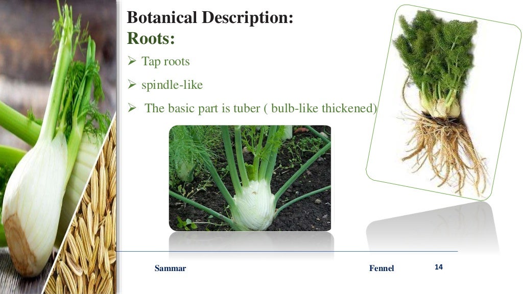 Fennel ppt