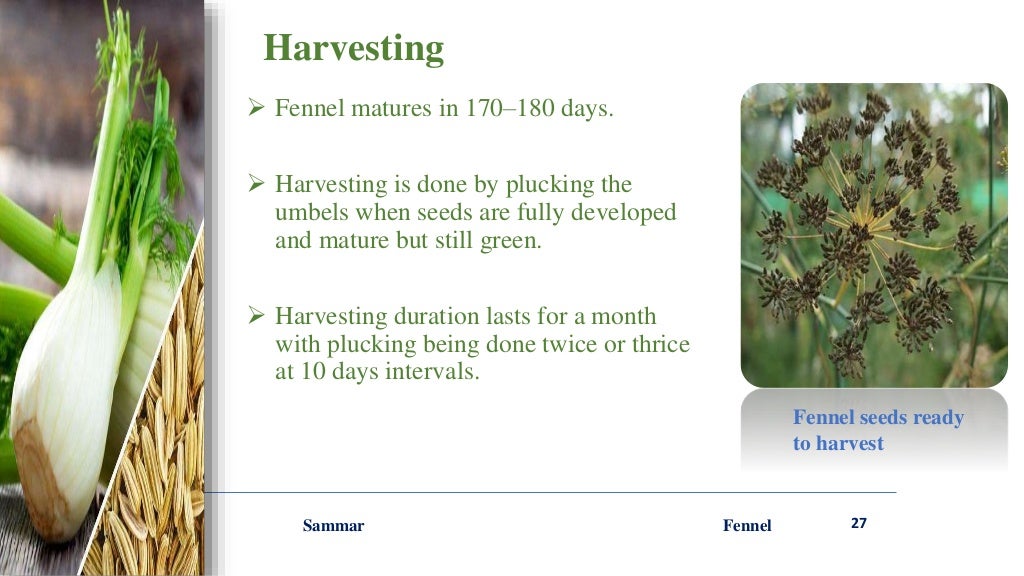 Fennel ppt