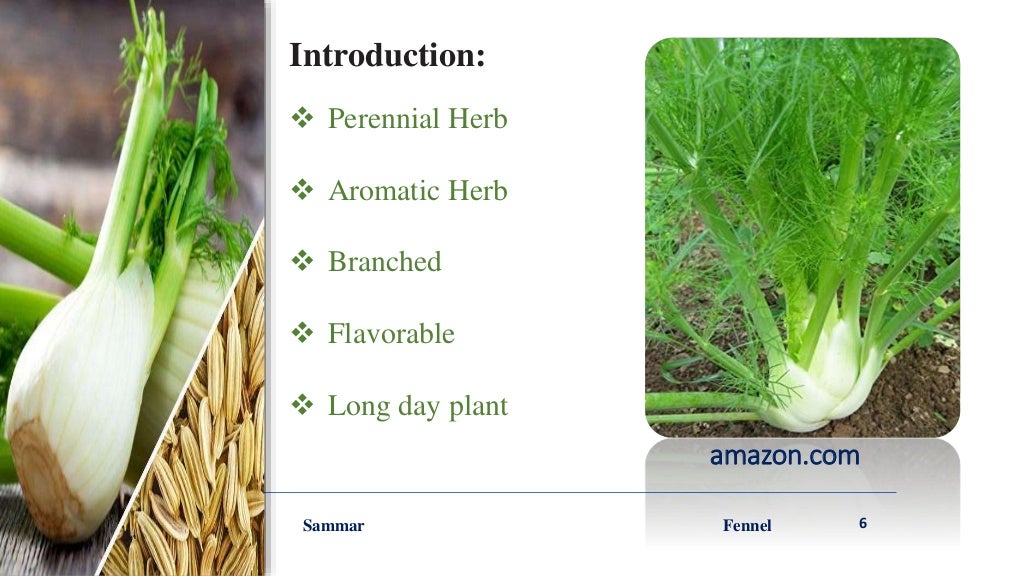 Fennel ppt