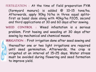 FERTILIZATION : At the time of field preparation FYM
(farmyard manure) is added @ 10–15 tons/ha.
Afterwards, apply 90kg N/ha in three equal splits–
first as basal dose along with 40kg/ha P2O5, second
and third applications at 30 and 60 days after sowing.
WEED CONTROL : Weed infestation is a serious
problem. First hoeing and weeding at 30 days after
sowing by mechanical and chemical means.
IRRIGATION : First irrigation done after seed sowing and
thereafter one or two light irrigations are required
until seed germination. Afterwards, the crop is
irrigated at an interval of 15–25 days. Water stress
must be avoided during flowering and seed formation
to improve yield.
 