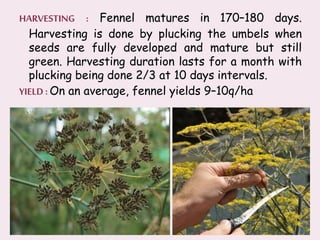 HARVESTING : Fennel matures in 170–180 days.
Harvesting is done by plucking the umbels when
seeds are fully developed and mature but still
green. Harvesting duration lasts for a month with
plucking being done 2/3 at 10 days intervals.
YIELD : On an average, fennel yields 9–10q/ha
 