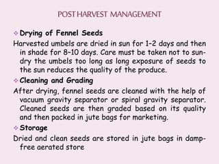  Drying of Fennel Seeds
Harvested umbels are dried in sun for 1–2 days and then
in shade for 8–10 days. Care must be taken not to sun-
dry the umbels too long as long exposure of seeds to
the sun reduces the quality of the produce.
 Cleaning and Grading
After drying, fennel seeds are cleaned with the help of
vacuum gravity separator or spiral gravity separator.
Cleaned seeds are then graded based on its quality
and then packed in jute bags for marketing.
 Storage
Dried and clean seeds are stored in jute bags in damp-
free aerated store
 