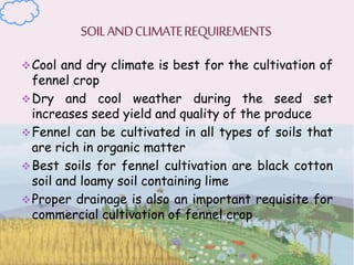 Cool and dry climate is best for the cultivation of
fennel crop
Dry and cool weather during the seed set
increases seed yield and quality of the produce
Fennel can be cultivated in all types of soils that
are rich in organic matter
Best soils for fennel cultivation are black cotton
soil and loamy soil containing lime
Proper drainage is also an important requisite for
commercial cultivation of fennel crop
 