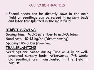 Fennel seeds can be directly sown in the main
field or seedlings can be raised in nursery beds
and later transplanted in the main field
DIRECT SOWING
Sowing time : Mid-September to mid-October
Seed rate : 10–12 kg/ha (Direct sowing)
Spacing : 45–60cm (row-row)
TRANSPLANTING
Seedlings are raised during June or July on well-
prepared nursery beds. Afterwards, 7–8 weeks
old seedlings are transplanted in the field in
August
 
