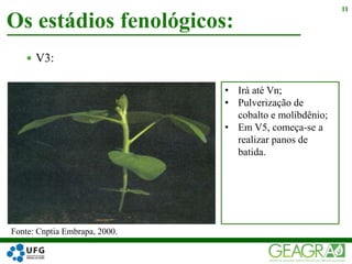  V3:
Os estádios fenológicos:
11
Fonte: Cnptia Embrapa, 2000.
• Irá até Vn;
• Pulverização de
cobalto e molibdênio;
• Em V5, começa-se a
realizar panos de
batida.
 