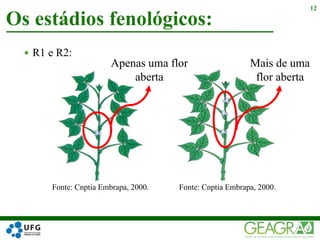  R1 e R2:
Os estádios fenológicos:
12
Fonte: Cnptia Embrapa, 2000. Fonte: Cnptia Embrapa, 2000.
Apenas uma flor
aberta
Mais de uma
flor aberta
 