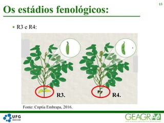  R3 e R4:
Os estádios fenológicos:
13
Fonte: Cnptia Embrapa, 2016.
R3. R4.
 