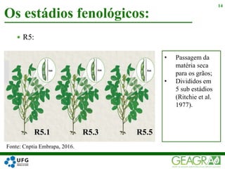 R5:
Os estádios fenológicos:
14
Fonte: Cnptia Embrapa, 2016.
• Passagem da
matéria seca
para os grãos;
• Divididos em
5 sub estádios
(Ritchie et al.
1977).
R5.1 R5.3 R5.5
 