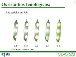 Sub estádios em R5:
Os estádios fenológicos:
15
Fonte: Cnptia Embrapa, 2000.
 