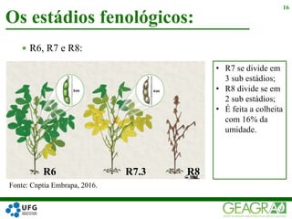  R6, R7 e R8:
Os estádios fenológicos:
16
Fonte: Cnptia Embrapa, 2016.
R6 R7.3 R8
• R7 se divide em
3 sub estádios;
• R8 divide se em
2 sub estádios;
• É feita a colheita
com 16% da
umidade.
 