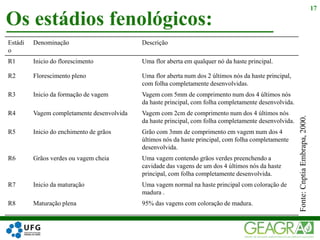 Os estádios fenológicos:
17
Estádi
o
Denominação Descrição
R1 Inicio do florescimento Uma flor aberta em qualquer nó da haste principal.
R2 Florescimento pleno Uma flor aberta num dos 2 últimos nós da haste principal,
com folha completamente desenvolvidas.
R3 Inicio da formação de vagem Vagem com 5mm de comprimento num dos 4 últimos nós
da haste principal, com folha completamente desenvolvida.
R4 Vagem completamente desenvolvida Vagem com 2cm de comprimento num dos 4 últimos nós
da haste principal, com folha completamente desenvolvida.
R5 Inicio do enchimento de grãos Grão com 3mm de comprimento em vagem num dos 4
últimos nós da haste principal, com folha completamente
desenvolvida.
R6 Grãos verdes ou vagem cheia Uma vagem contendo grãos verdes preenchendo a
cavidade das vagens de um dos 4 últimos nós da haste
principal, com folha completamente desenvolvida.
R7 Inicio da maturação Uma vagem normal na haste principal com coloração de
madura .
R8 Maturação plena 95% das vagens com coloração de madura.
Fonte:CnptiaEmbrapa,2000.
 