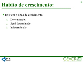  Existem 3 tipos de crescimento
1. Determinado;
2. Semi determinado;
3. Indeterminado.
Hábito de crescimento:
18
 