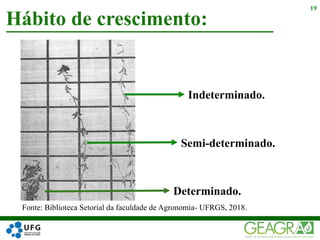 Hábito de crescimento:
19
Indeterminado.
Semi-determinado.
Determinado.
Fonte: Biblioteca Setorial da faculdade de Agronomia- UFRGS, 2018.
 
