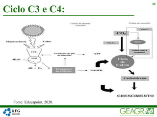 Ciclo C3 e C4:
20
Fonte: Educapoint, 2020.
 