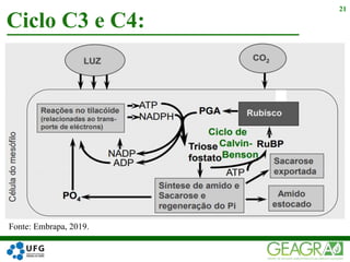 Ciclo C3 e C4:
21
Fonte: Embrapa, 2019.
 