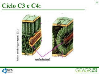 Ciclo C3 e C4:
22
Fonte:cbvfisiolgiavegetal,2012.
 