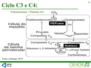 Ciclo C3 e C4:
23
Fonte: Embrapa, 2019.
 